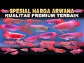 Download Lagu SPESIAL Review HARGA ARWANA Kualitas PREMIUM Terbaik TOP GRADE Arwana Fish