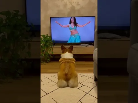 Who taught this corgi how to move like that? 😂💃🐶 #corgi #dog #dogvideos