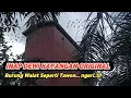 Download Lagu Inap Dewi Kayangan Original || Burung Walet sangat suka suara ini