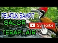 Download Lagu PELATUK SAMPIT GACOR danTERAPI AIR