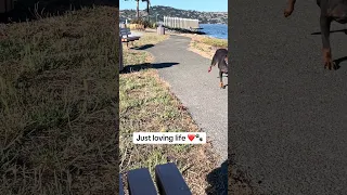 #fyp #dream #vlog #doberman #pets