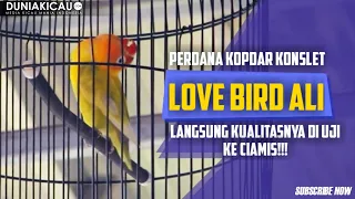 Download Love Bird ALI Pertama Kali Uji KUALITASNYA Di Kopdar Konslet Ciamis!!! MP3