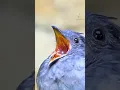 Download Lagu Satu-satunya suara burung yang tidak akan pernah Anda lupakan ☠️ #birdcall #birds #birdsinging #birdsong #fyp