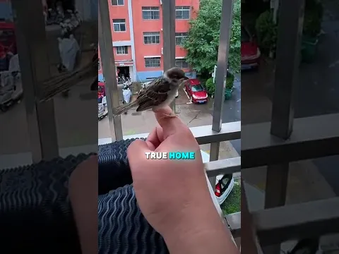 Tiny Bird Was Too Weak to Fly π₯Ή