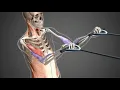 Appendicular Muscles anatomy origins insertions and actions for Anatomy Physiology Courses