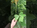Download Lagu De wijnstok die het noorden opat? Kudzu in PA
