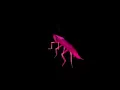 Rainbow cockroach spinning to low quality funky town 10 HOUR LOOP