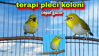 pleci ribut untuk pancingan pleci malas bunyi terapi pleci koloni pleci bustomi gacor 