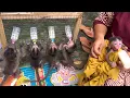 Download Lagu 5 baby monkeys can't wait for him to bring them milk