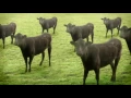 cows cows cows