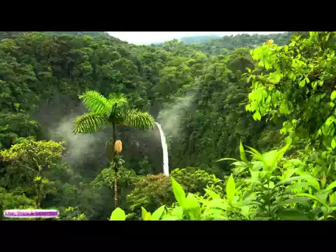 Download MP3 African Music | African Jungle | Relaxing Ambient Music