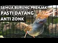 Download Lagu Suara pikat prenjak tamu ribut paling ampuh