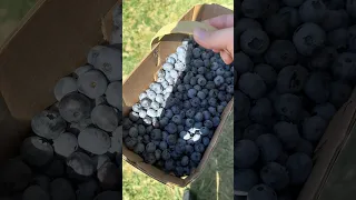 مزرعة التوت مزرعة توت فلوجات Viral اكسبلور 