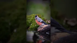 قصة الطائر الذي فقأ عينه رجل ذو لحية مخادعة وشكايته عند النبي سليمان عليه السلام قصة مؤثرة جدا  قصة الطائر الذي فقأ عينه رجل ذو لحية مخادعة وشكايته عند النبي سليمان عليه السلام قصة مؤثرة جدا