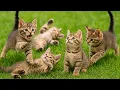 Download Lagu Cute Kittens Playing with Dogs, Rabbits \u0026 Farm Friends on the Green Grass – Relaxing Meows 4K