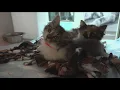 Idaho Humane Society receives influx of cats as temperatures rise