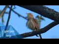 Lagu Bird song of Thrush nightingale (Luscinia luscinia)
