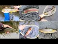 Fishing for BIG TROUT in New Jersey s Hidden Wilderness - You Won t Believe this is NJ