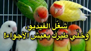 طيور الغندورة روز وفيشر تغرد ٣ ساعات بدون توقف صوت ينعش القلب طيورك 