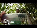 Download Lagu World's largest bee rediscovered in Indonesia