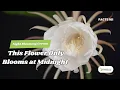 Night Blooming Cereus The Mysterious Plant That Only Blooms at Midnight