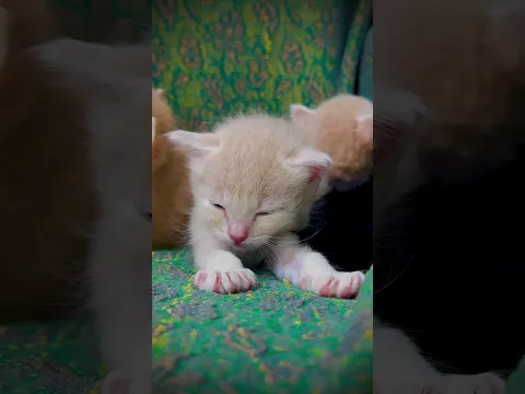 القط الصغير خلاص يبي ينام 😴💛