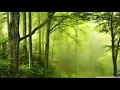 Red whiskered Bulbul Song || Sound of Happiness and Peace