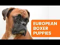 Where to Find European Boxer Puppies for Sale