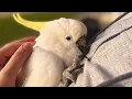 Download Lagu Neglected cockatoo melts when he meets a loving family
