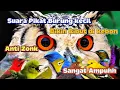 Download Lagu Suara Ini Bikin Keributan di Kebon Ampuh suara pikat burcil anti zonk suara jernih
