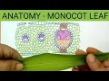 Anatomy of monocot leaf Anatomy of maize leaf
