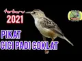 Lagu pikat cici padi coklat | Suara Pikat BEDA dengan pikat CICI PADI KEPALA MERAH