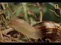 Parasitic Mind Control | National Geographic