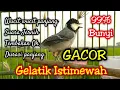 Download Lagu Masteran Gelatik Batu Gacor wucit wucit panjang untuk memancing bunyi dan birahi gelatik bahan