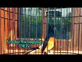 Download Lagu KRETEKAN MURAI KERAS GACOR AMPUH BUAT MASTERAN#ocean #kicaumania #muraibatu #burung #