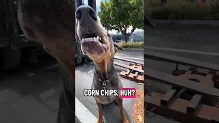 #fyp #dream #doberman #pets #youtube