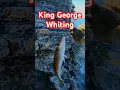 Download Lagu How to Catch King George Whiting #fish #fishingaustralia #fishing #whiting #kinggeorgewhiting