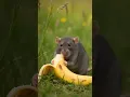 Rat Eats Banana