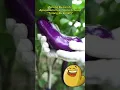 Download Lagu Terong Bu Lurah viral di medsos! Warganet heboh. #TerongBuLurah #Viral #MediaSosial #Trending