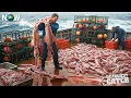 Download Lagu Shocking! Harvesting 12 Tons Of Squid At Night Brings In More Than $1,000,000 |  Fishing Documentary