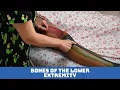 Bones of the Lower Extremity Lesson 2