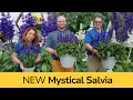 Lagu All Sizes of Salvia! Meet Mystical™ – New Compact Series for 2026
