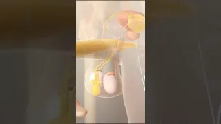 دعامة القضيب الهيدروليكية الدعامة القابلة للنفخ 