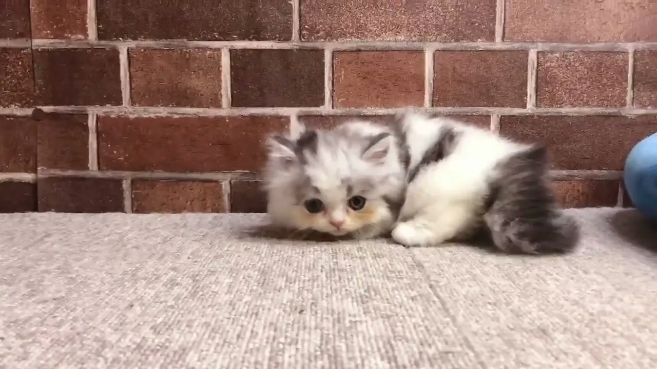 動画