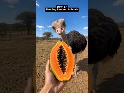 What are this animal and this fruit called? 🥭 #animals