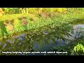Download Lagu Gacornya gak ada obat‼️mancing setelah 2 hari hujan turun seharian penuh