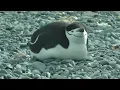 Lagu Chinstrap Penguins, Half Moon Island