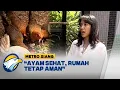 Download Lagu Ternak Ayam Rumahan Solusi Merdeka Pangan - [AYO CARI TAHU]