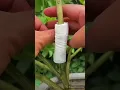 Download Lagu plant guti kalam gardening and care techniques #shots #video