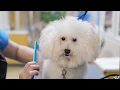The Pet Company Petco